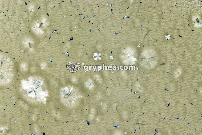 Vanilline après refroidissement très rapide LPA x5 - gryphea.com